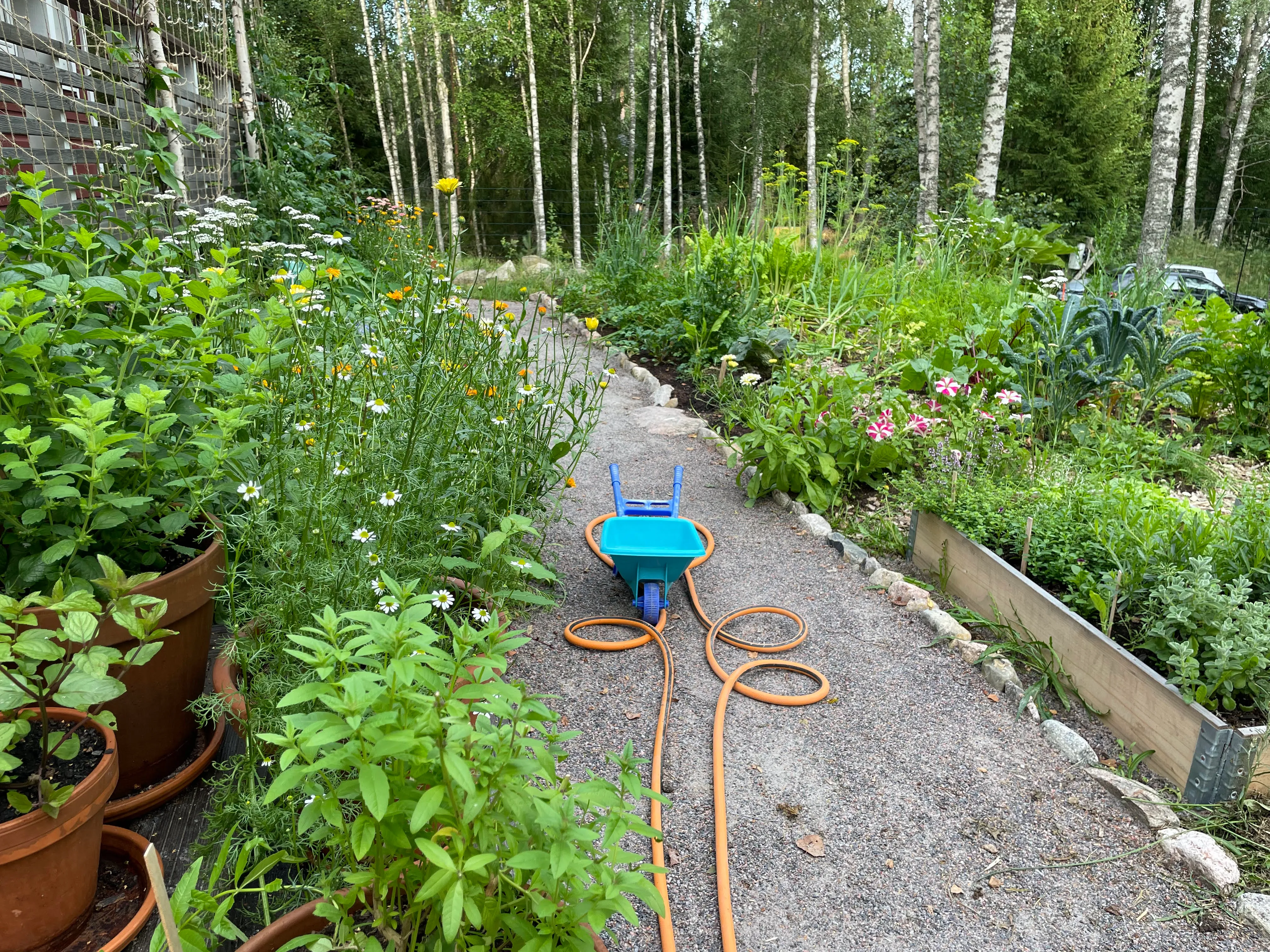 A gravel path winding through a lush summer garden of herbs, flowers, and vegetables, with a child's toy wheelbarrow on the path and birch trees behind